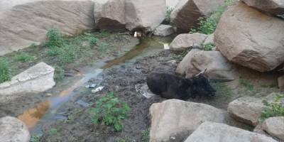 Muğla'da bataklığa düşen inek kurtarıldı