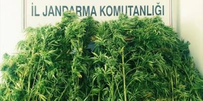 Turgutlu'da 71 kök Hint keneviri ele geçirildi