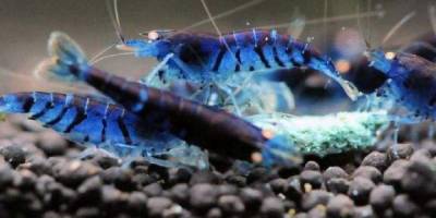 Karataş, mavi kuyruklu karidesin peşinde!