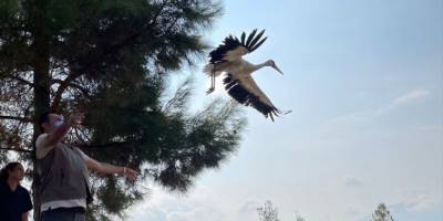 Denizli'de bitkin halde bulunan yavru leylekler tedavilerinin ardından özgürlüğe kanat çırptı