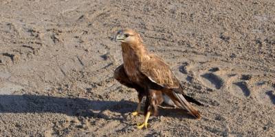 Afyonkarahisar'da tedavisi tamamlanan kızıl şahin doğaya salındı
