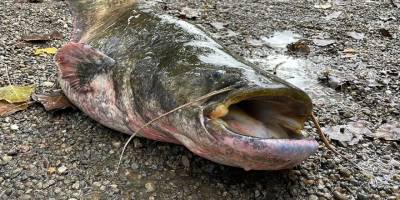 Can sıkıntısıyla çaya attığı oltasına 51 kiloluk dev takıldı