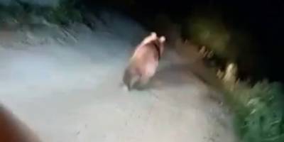 Köy meydanına inen ayıyı ormana böyle kovaladılar