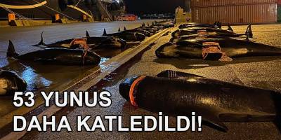 Faroe Adaları'nda 53 yunus daha katledildi