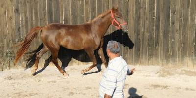 Bu özel taylar 900 bin liraya satılıyor