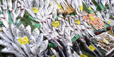 Balık tezgahlarında lüfer bolluğu yaşanıyor