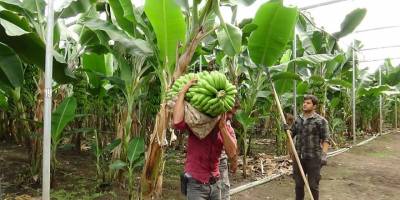 Hatay’da muz yetiştiriciliği yaygınlaşıyor
