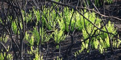 Felaketin rengi siyah, yağışlarının ardından yerini yeşile bırakıyor
