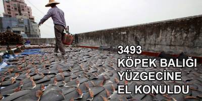 Kolombiya'da 3 bin 493 köpek balığı yüzgecine el konuldu