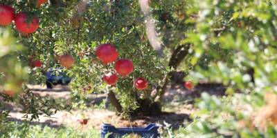 Denizlili nar üreticisi, sezondan umutlu