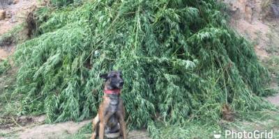 Posof’ta 6 bin kök hint keneviri ele geçirildi