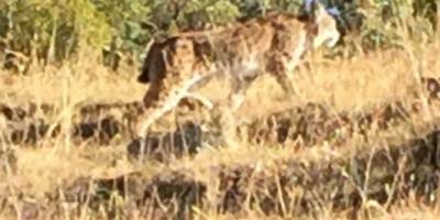 Tunceli’de nesli tükenme tehlikesi altında bulunan vaşak görüntülendi