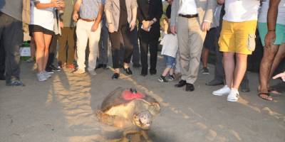 Uydu takip cihazı takılan 3 caretta caretta denize salındı