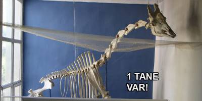 Türkiye’de ilk olan zürafa iskeleti yer alıyor