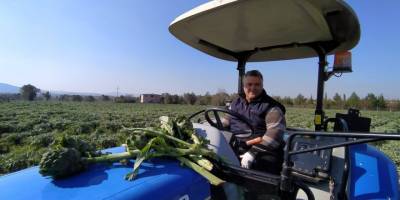 Urla’dan Dubai ve İngiltere’ye enginar gönderiyor