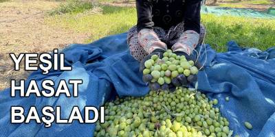 Sofralık zeytinin merkezinde üreticiler kaliteden memnun