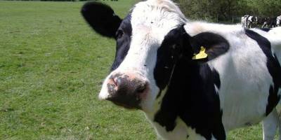 Dananın saldırısına uğrayan çiftçi hayatını kaybetti