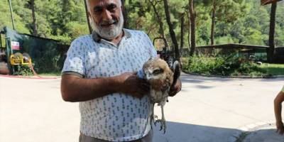 Muğla'da yaralı şahin tedavi altına alındı