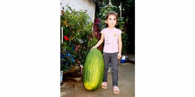 Manisa'da 14 kiloluk devasa acur ilgi odağı oldu