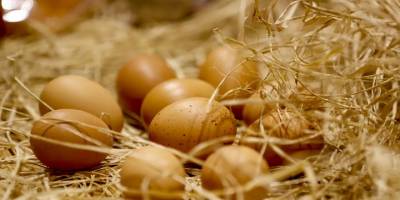 Yumurtacılar: Maliyetine satıyoruz