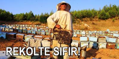 Çam balının merkezinde sıfır rekolte