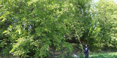 Ceviz hasadında geleneksel yöntemlerden vazgeçmiyorlar