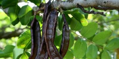 Aromatik bitki üretimine yüzde 75 destek