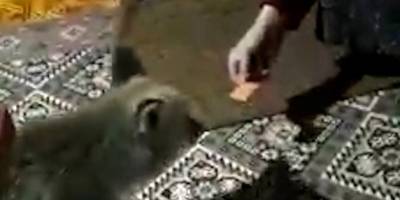 Bu da eve girebilen tilki!