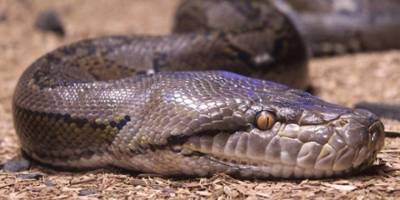 Hindistan'da eşini piton yılanıyla öldüren adama iki kez müebbet