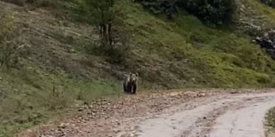 Yolda karşılaştığı ayıya böyle seslendi