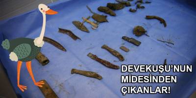 Deve kuşu midesinden bıçak, çivi, çakmak, plastik boru ve çeşitli yabancı cisimler çıkarıldı