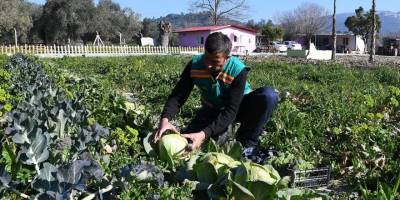 Adabahçe’de kış hasadı
