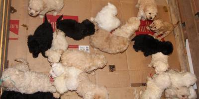 KAPIKULE'DE 23 ADET YAVRU KÖPEK ELE GEÇİRİLDİ