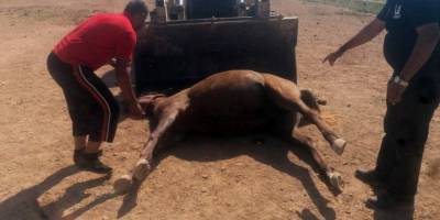 Aç kalan köpekler, milyonluk yarış atlarını parçaladı