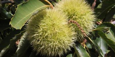 Verimde umduğunu bulamayan İzmirli kestane üreticileri fiyattan memnun