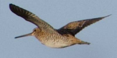 Türkiye'de ilk defa Sibirya suçulluğu görüldü