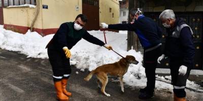Tümörlü köpek sağlığına kavuştu