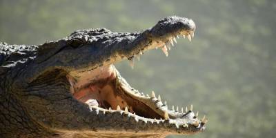 Endonezya'da dev timsah 8 yaşındaki kız çocuğunu tek hamlede yuttu