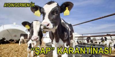 Aydın'da "şap" karantinası