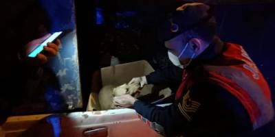 Jandarmadan yaralı köpeğe yardım eli