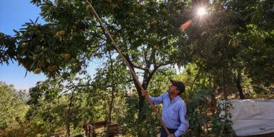 Kestane üretim merkezlerinden Aydın'da zorlu hasat mesaisi başladı