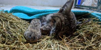 Afyonkarahisar'da yaralı bulunan vaşak telef oldu