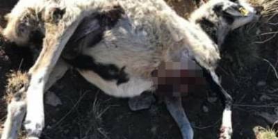 Ağrı'da kurtlar 20 koyunu telef etti