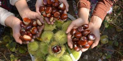Şekerlemecilerin tercihi Demirci kestanesinde hasat başladı