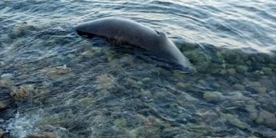 Muğla'da ölü Akdeniz foku bulundu