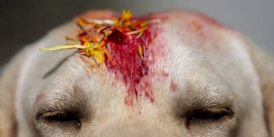 Nepal’de renkli Köpekler Günü kutlaması