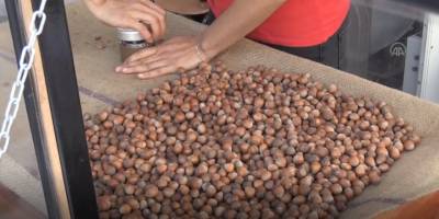 TMO Genel Müdürü Güldal, fındık alım kampanyasını değerlendirdi