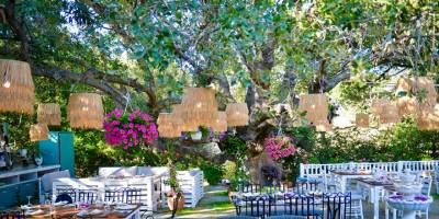 500 yıllık meşe ağacı, gurmelere kışın da ev sahipliği yapıyor