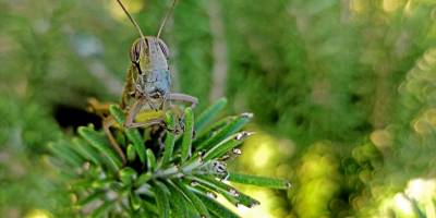 Böcek dünyasının akrobatları çekirgeler