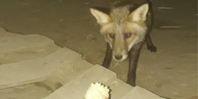 İş yerinde kaldığı konteynere gelen tilkileri her gün besliyor